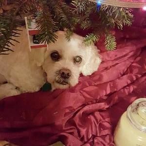 Meet your Posher, Carrie